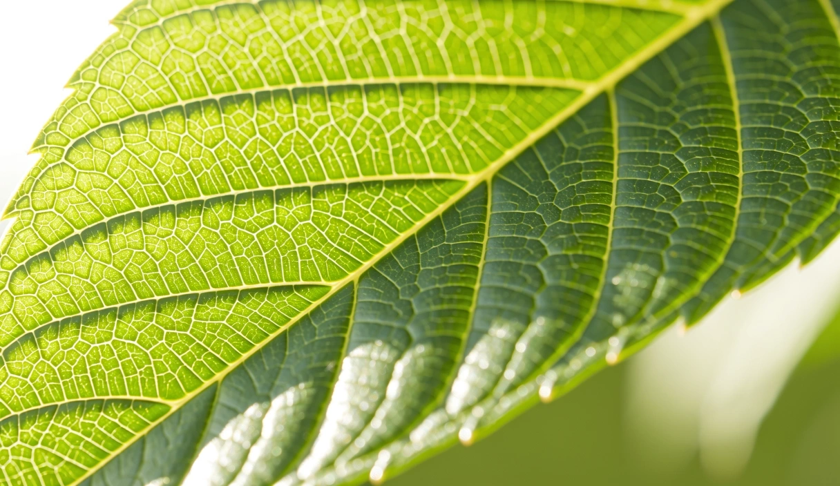 Structure naturelle et croissance